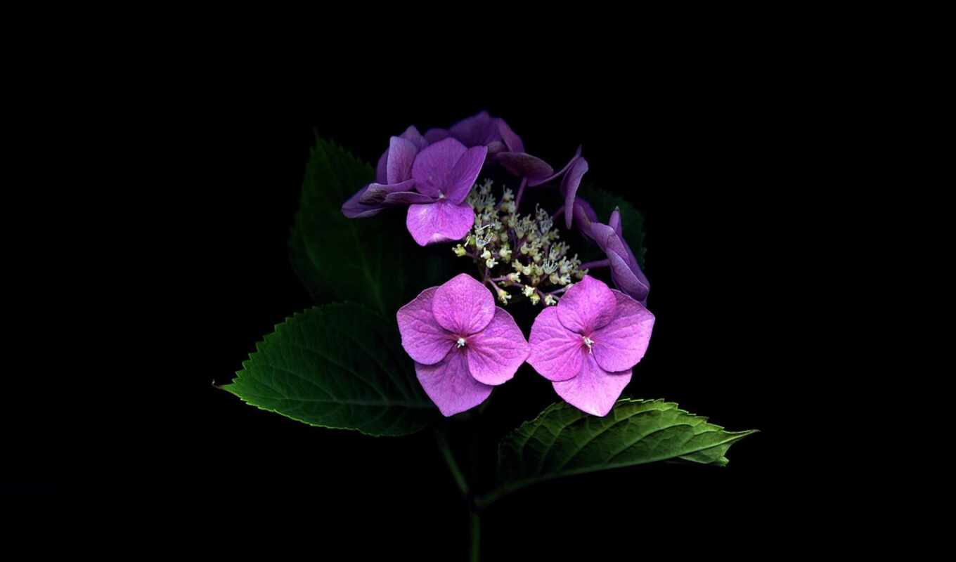 flowers, background, black, hydrangea