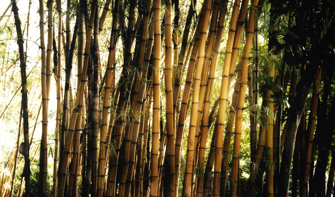 природа, full, картинка, бамбук, растения