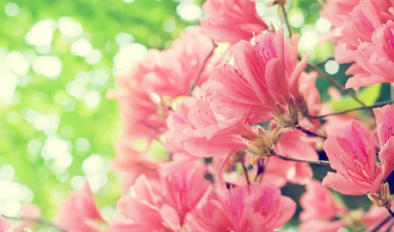flowers, pink, spring