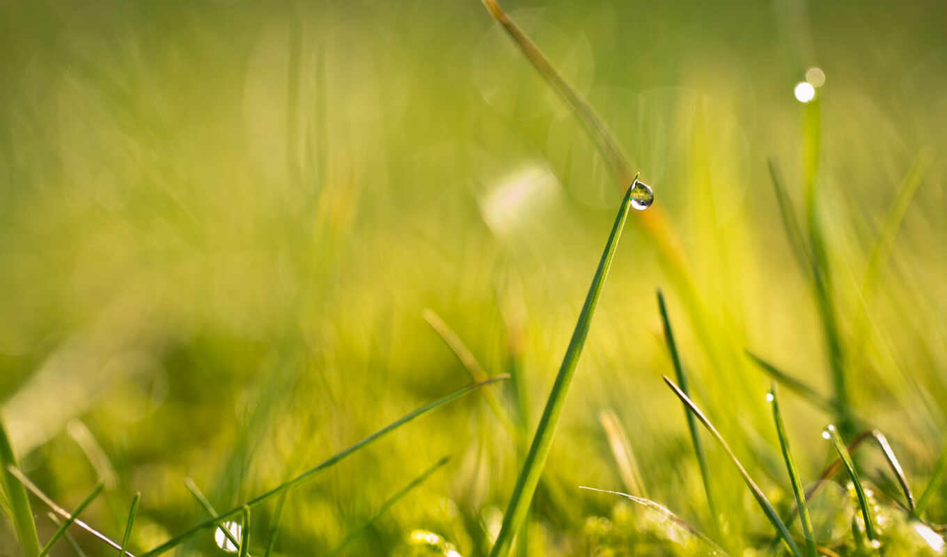 macro, background, images, photography, display images, water, image, grass, drop