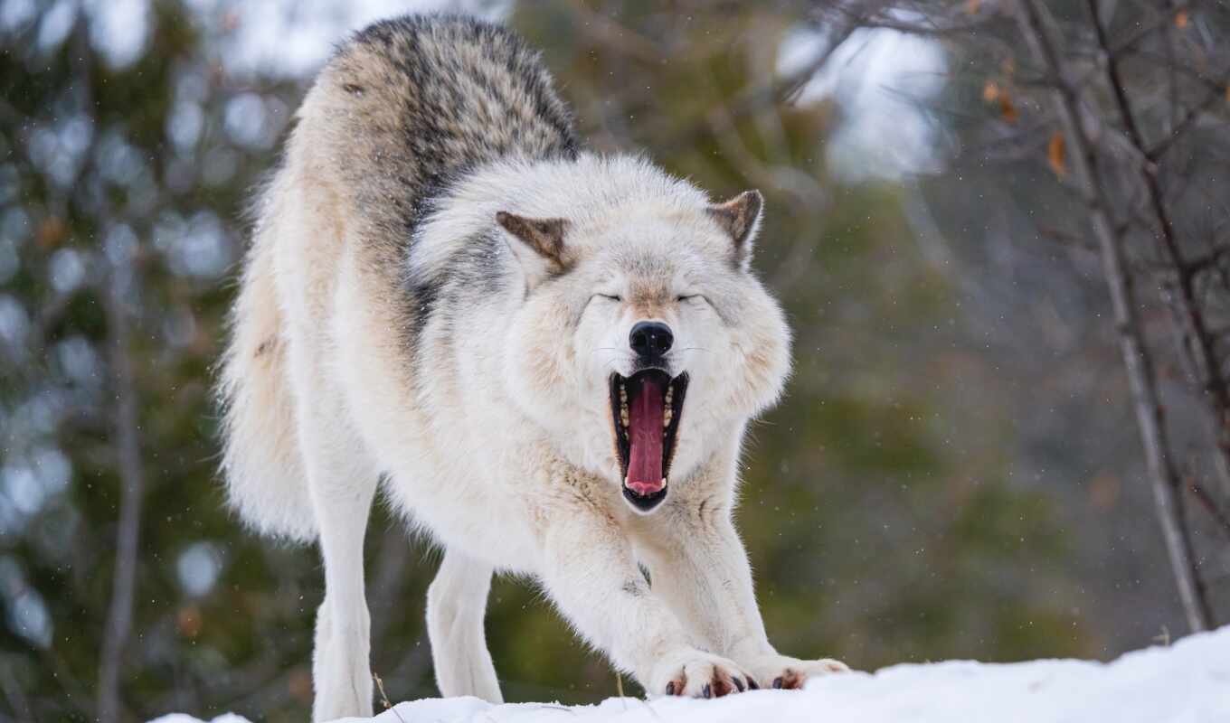 wolf, tundra