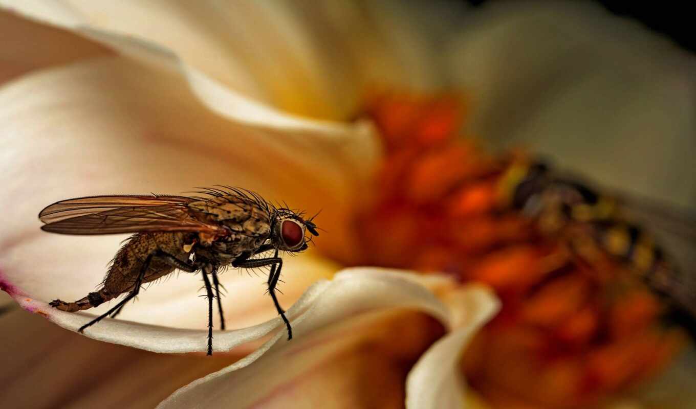 насекомое, closeup, flies, mocah