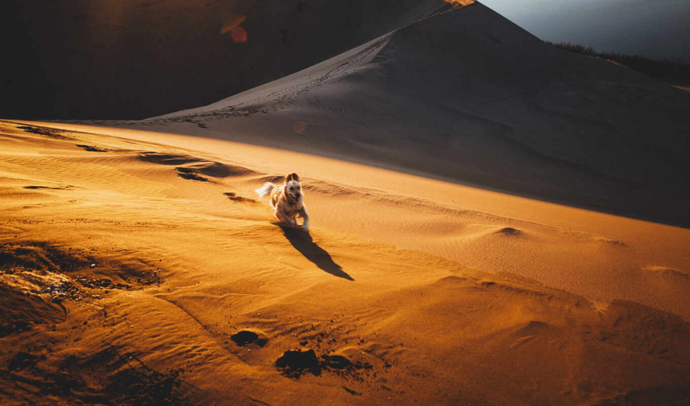 природа, песок, собака, золотистый, animal, пустыня, run, retriever, dune