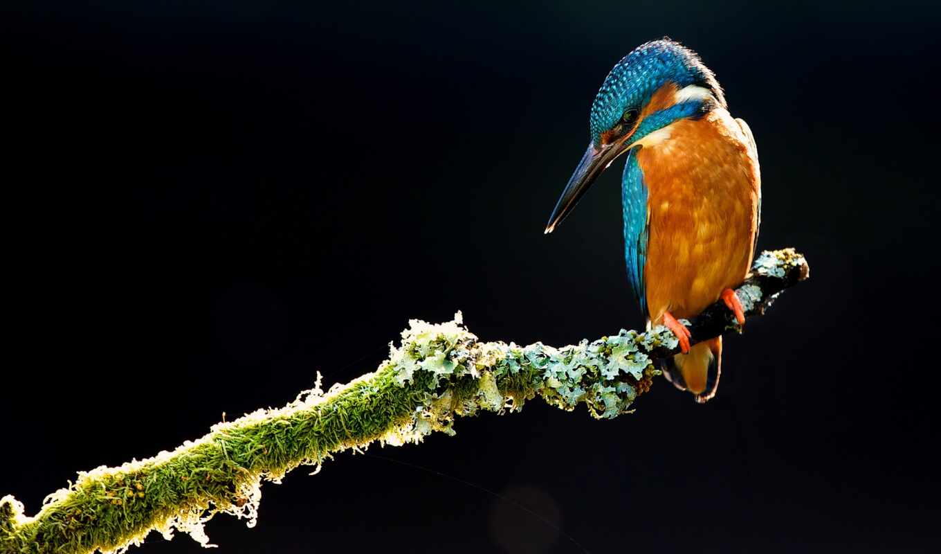 природа, птица, animal, kingfisher, martin, эт-че