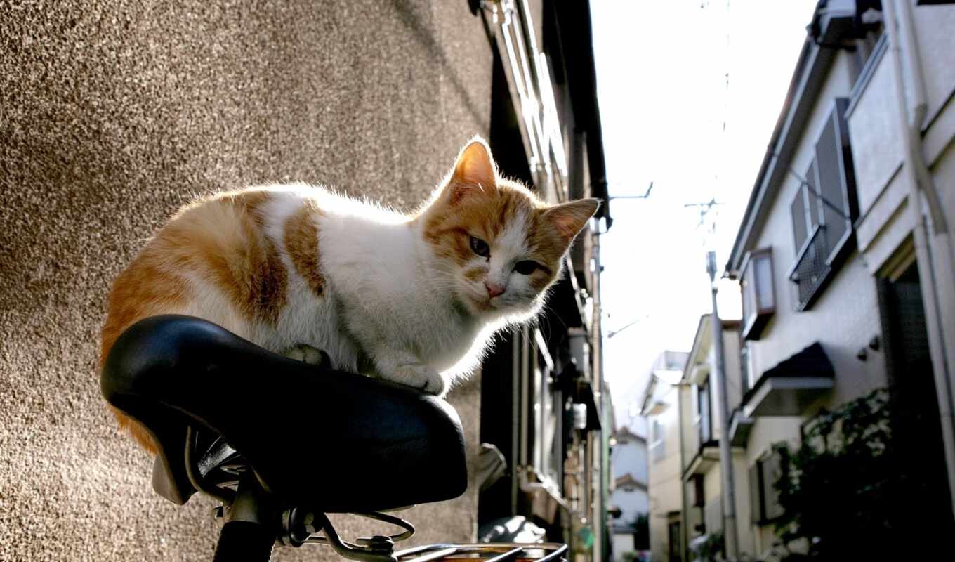 улица, кот, там, middle, bike, сидя, narrow