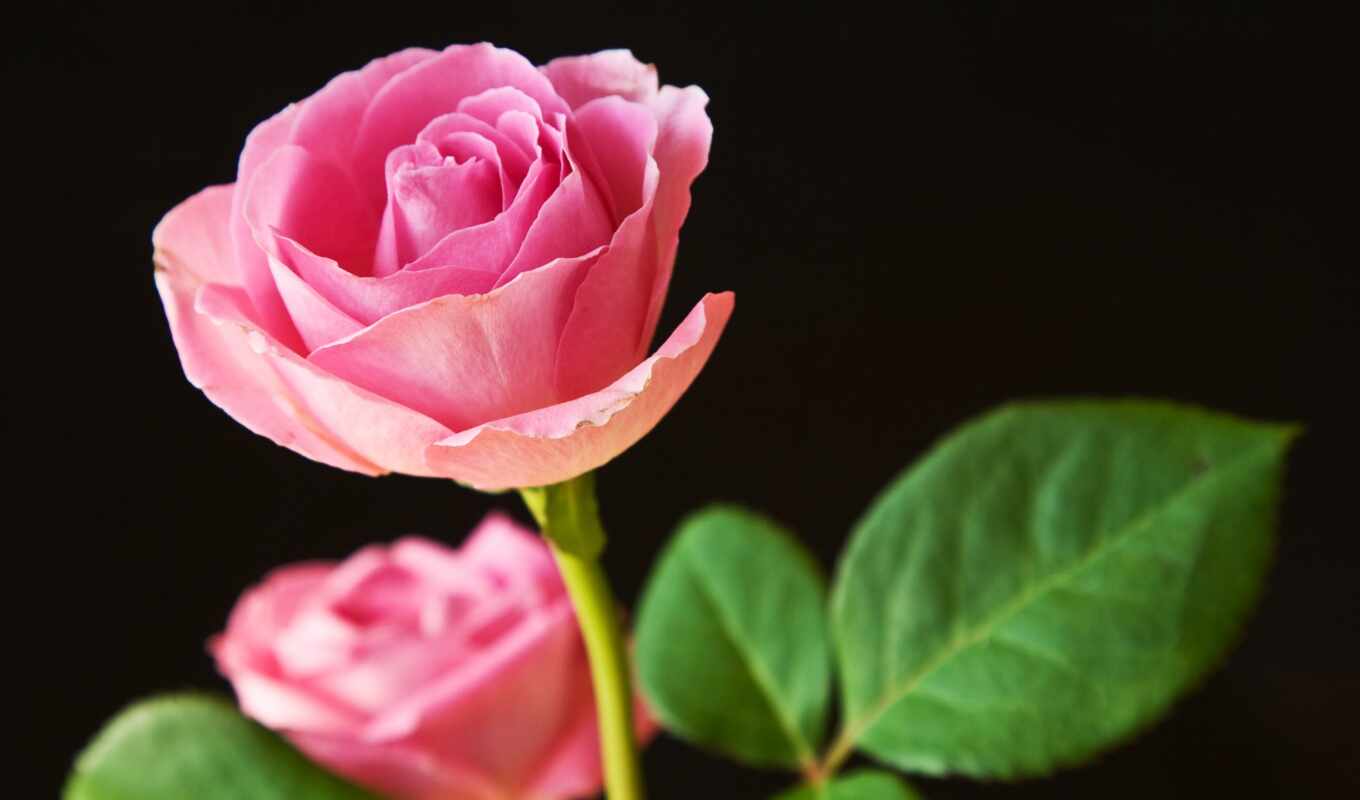 black, цветы, абстракция, авиация, natalia, розы, flowers, розовые, розовый, натали