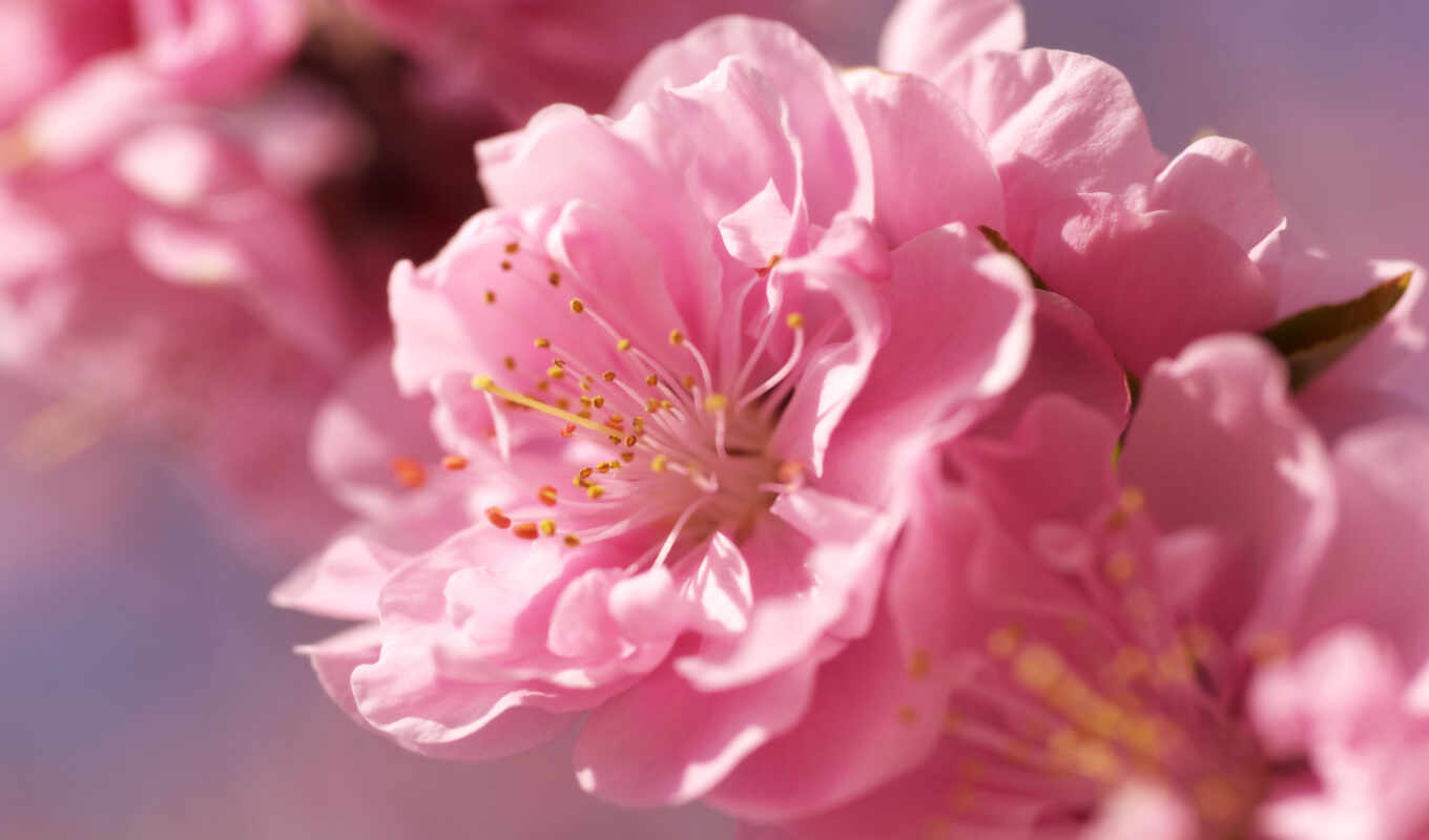 flowers, high, Sakura, pink, branch, plant, blossom, permissions, softness, cvety, bud