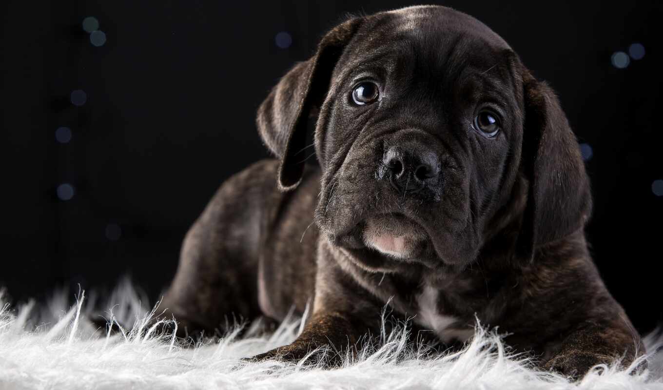 white, background, cat, dog, puppy, breed, cane, corso, can, carpet, lie