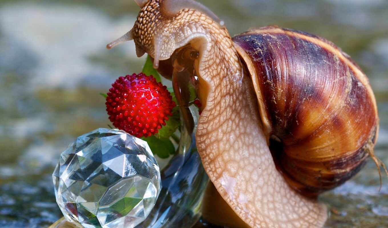 snail, oir