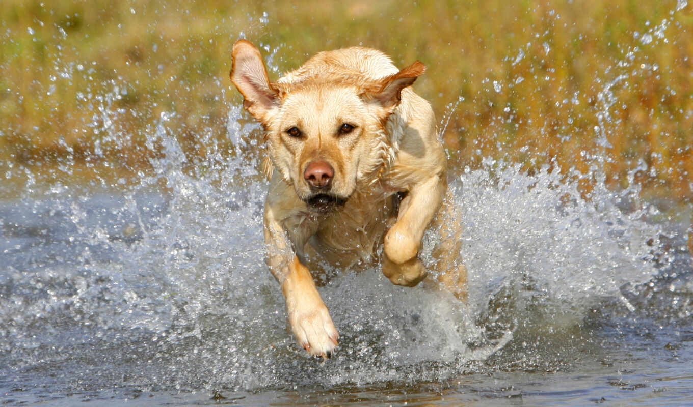 собака, щенок, собак, labrador, воде, german, pretty, retriever, золотистого, ретривера, прозорливый