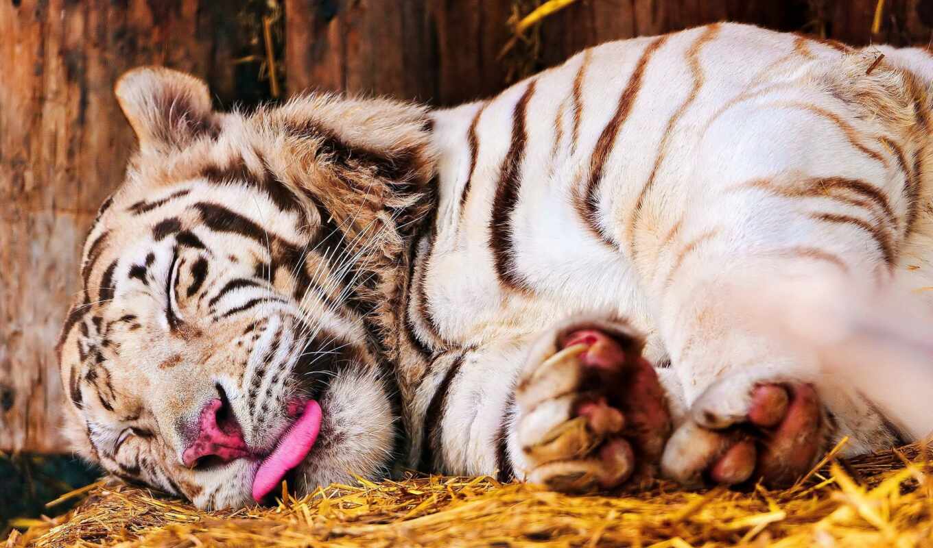 white, white, tiger, tigers, tiger, nature, bengali, rehearsal