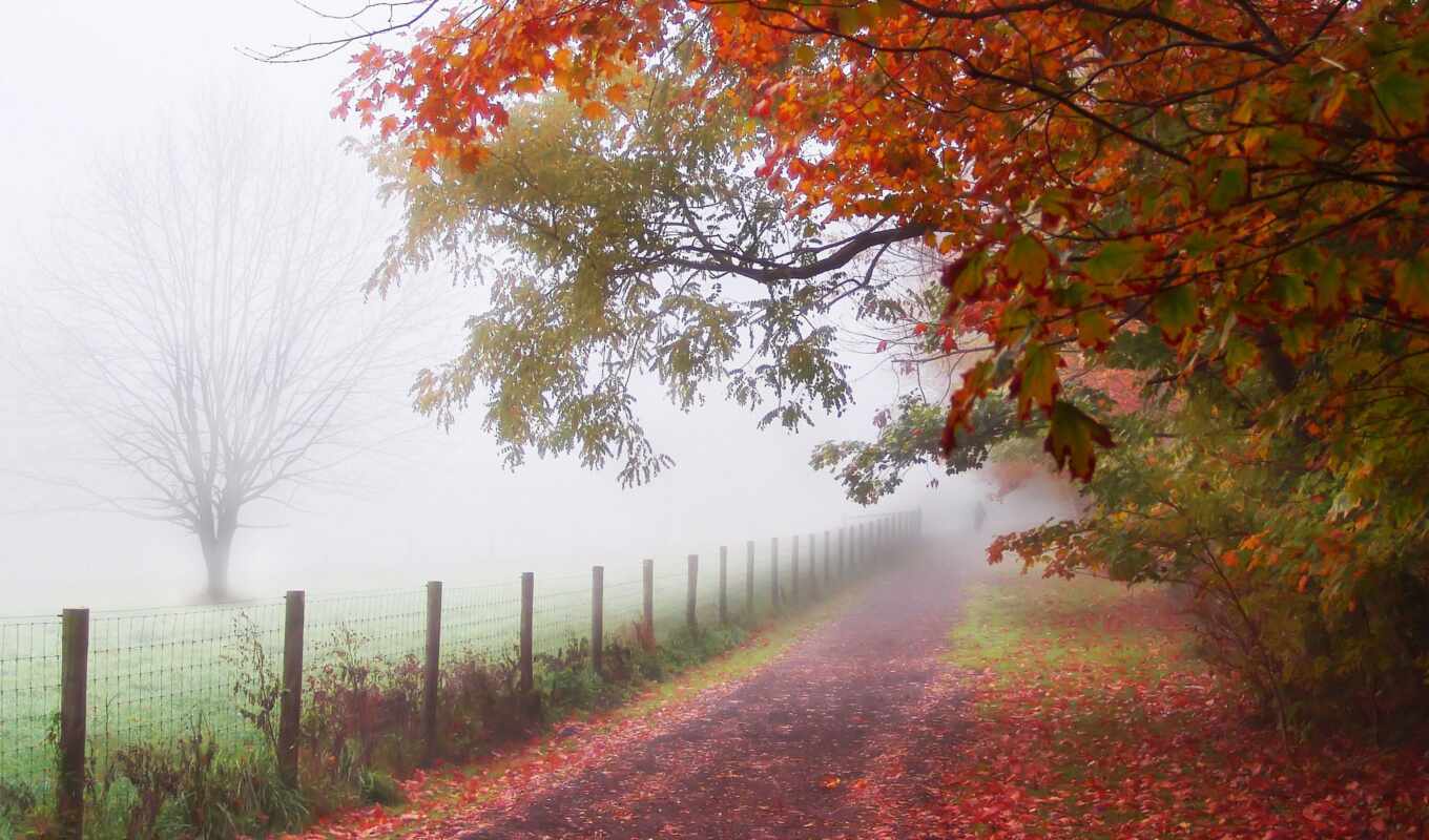 лист, дерево, осень, туман