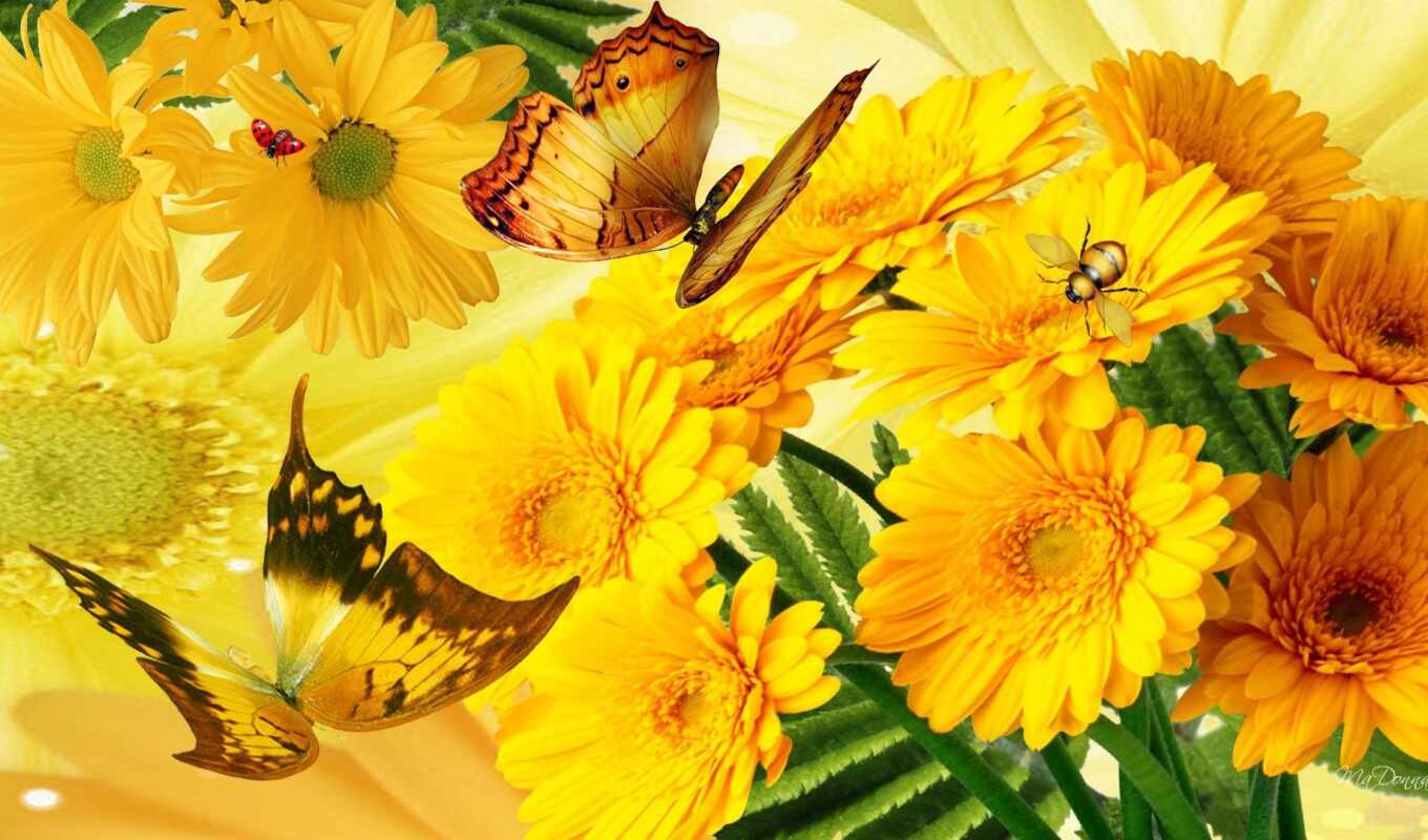 flowers, butterfly, yellow, daisy, gerbera, glory
