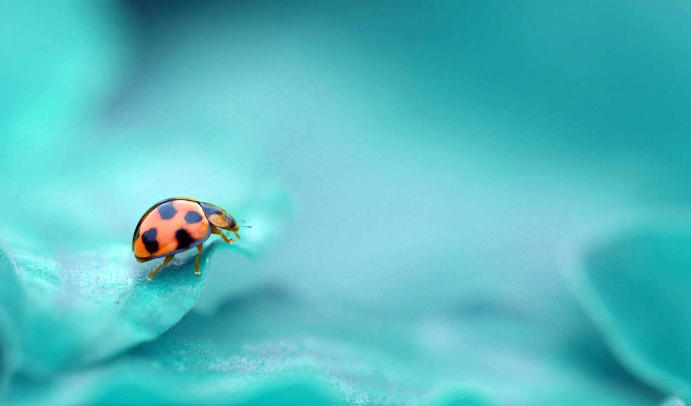 insect, color, turquoise, God's, cow