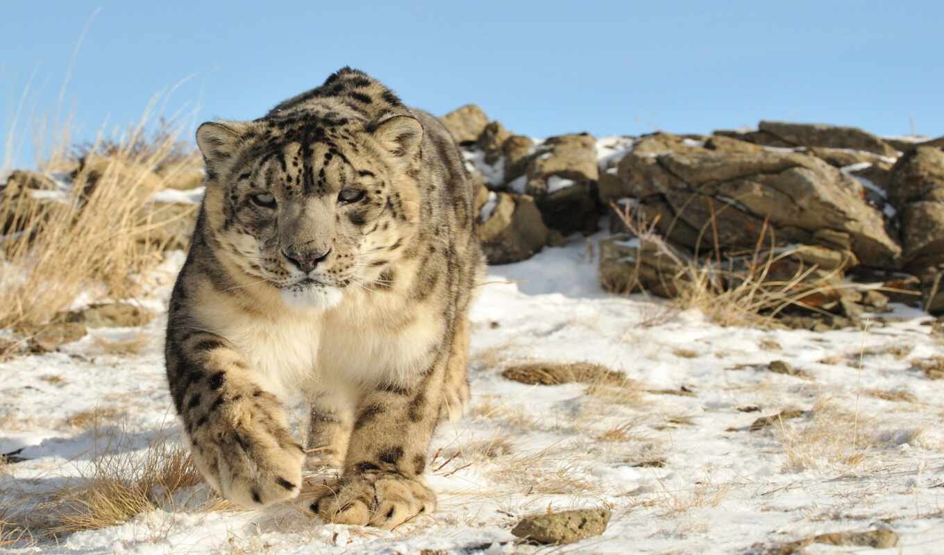снег, кот, супер, леопард, ирбис, кис, мяу