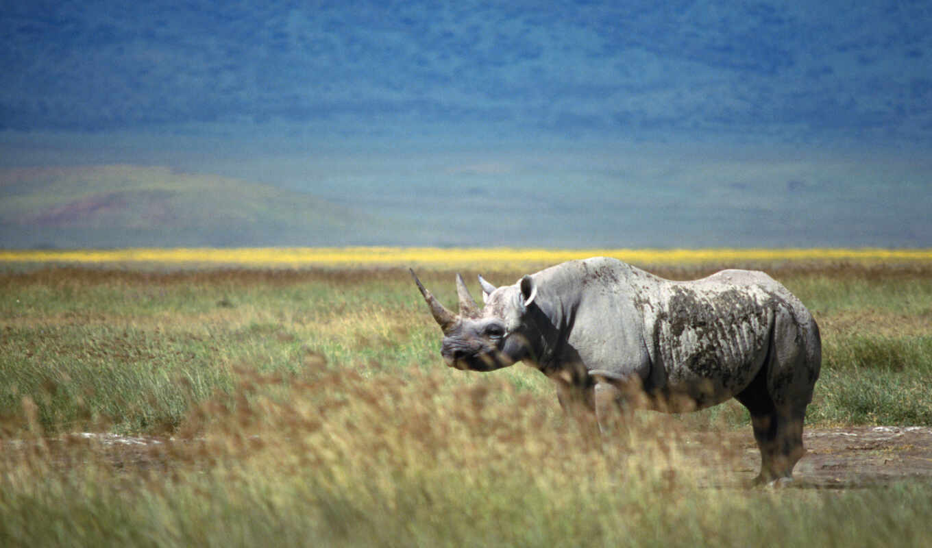 природа, коллекция, free, поле, носорог, rhino