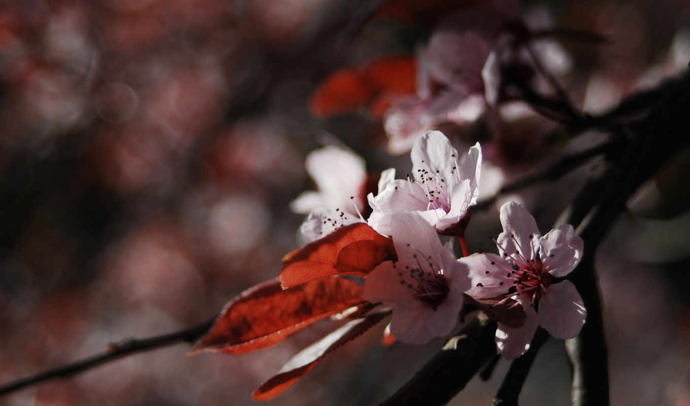 flowers, free, petals, cherry, day, blossom, shirokoformatnyi, makryi