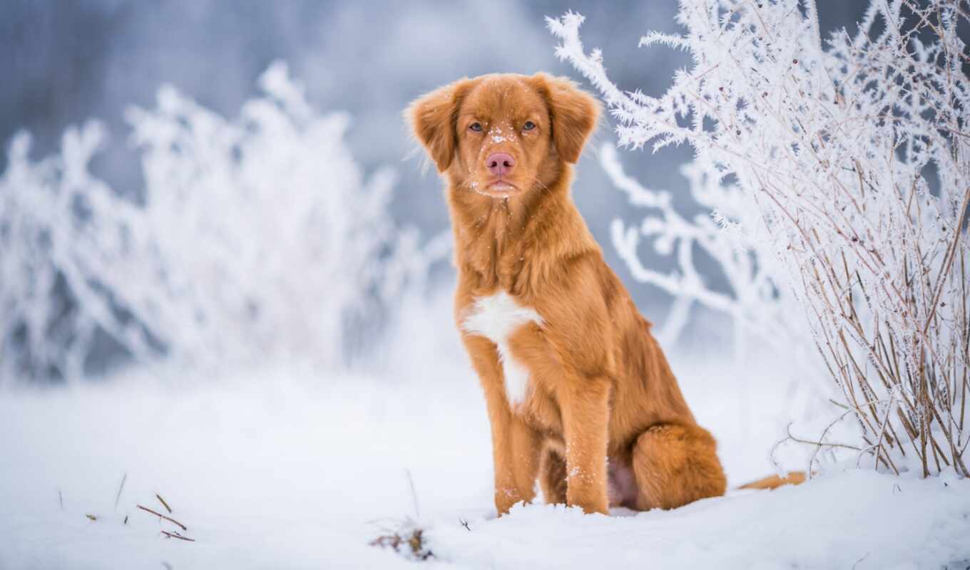 red, snow, dog, puppy, scotia, nova, retriever, number