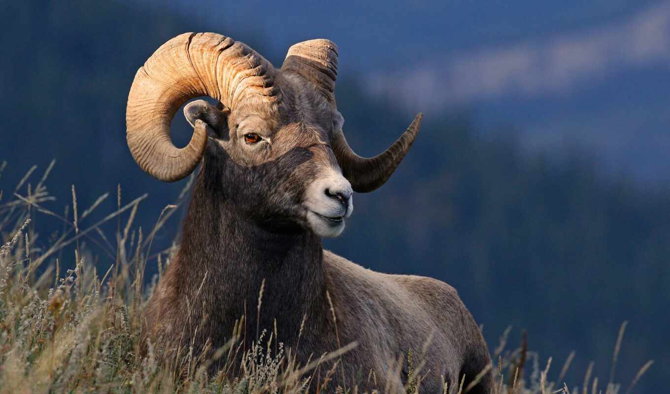 nature, view, grass, animal, ram, desert, horned, bighorn