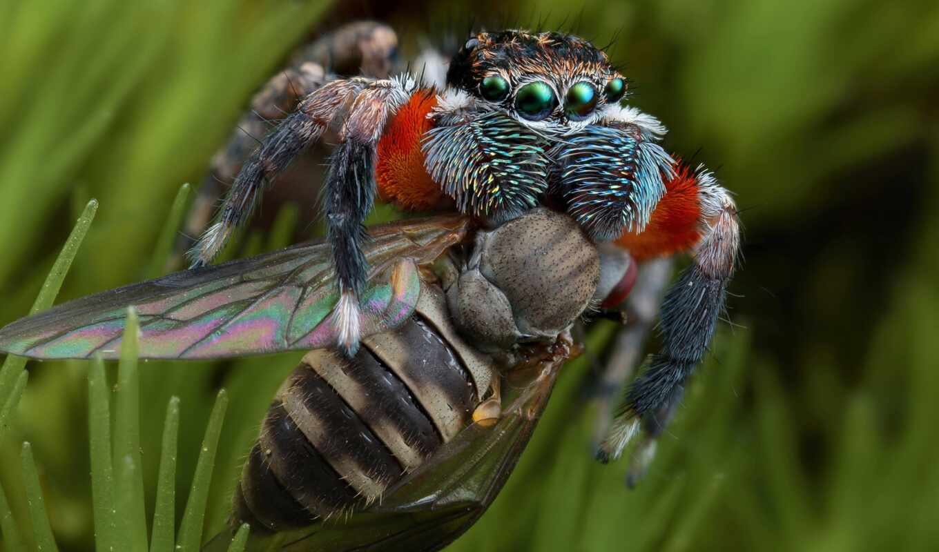 spider, mosquito