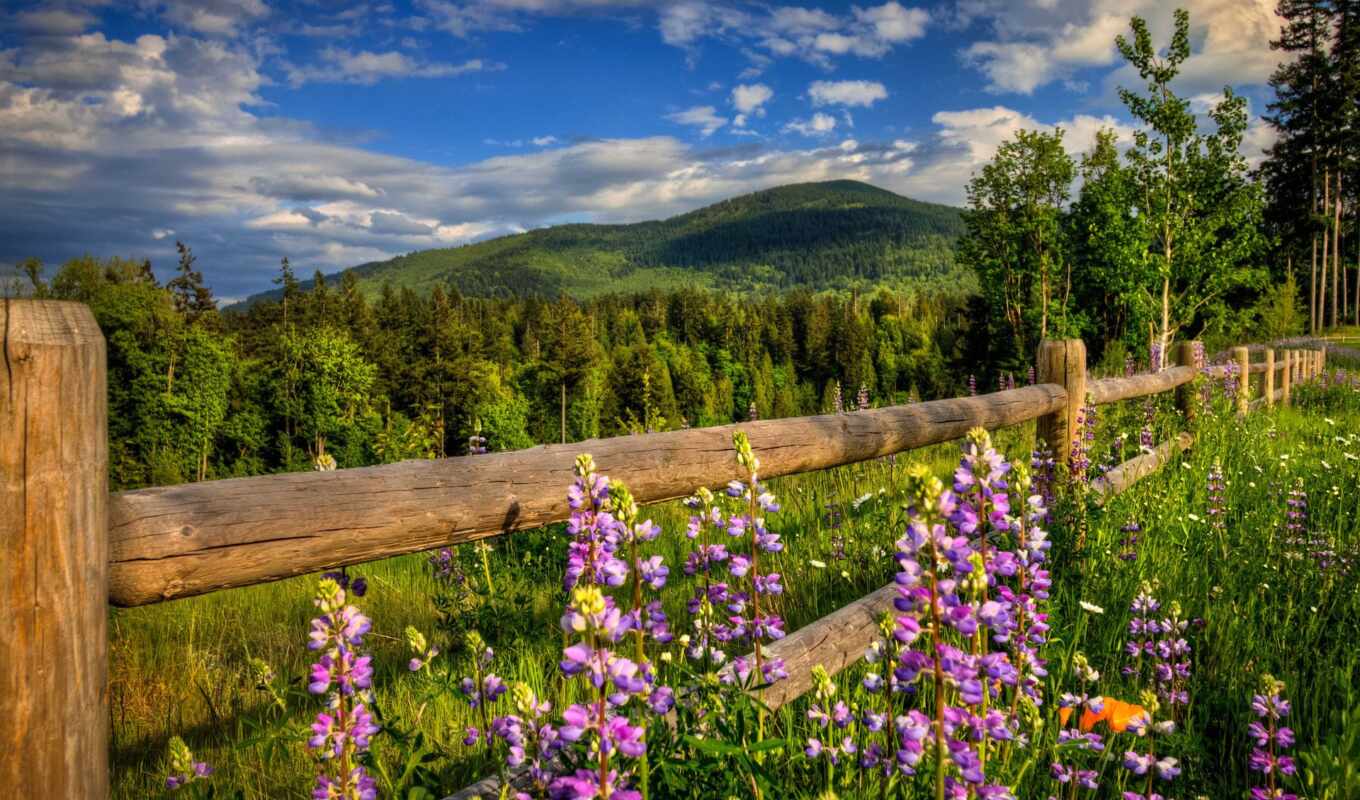 nature, flowers, forest, road, spring, fence, mountains