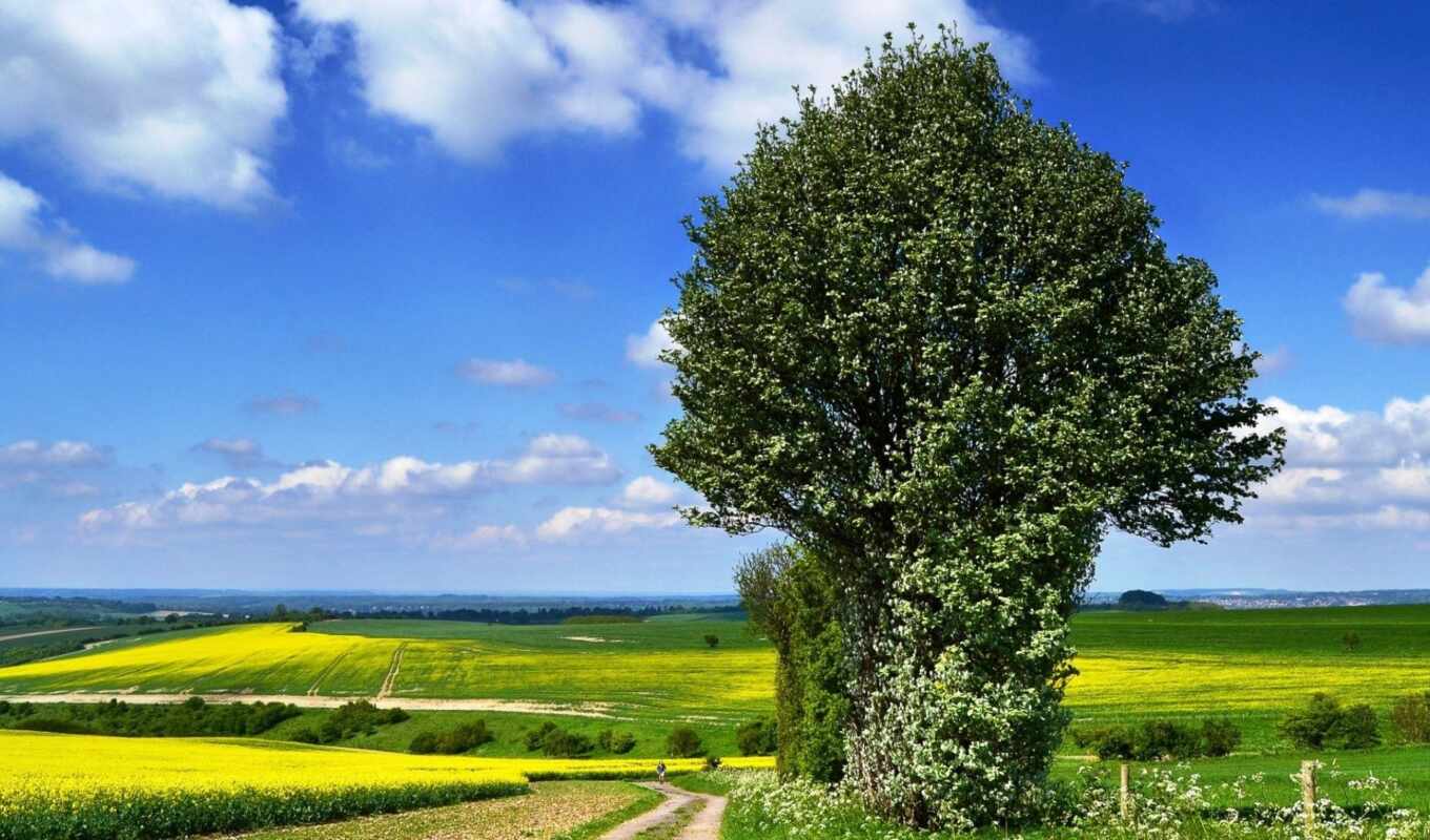 nature, tree, road, field, blossom, single, Istanbul, rapeseed, mountains, margin
