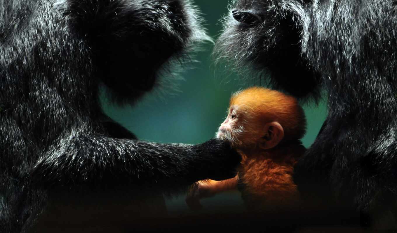 more, images, animals, animal, pinterest, baby, national, geographic