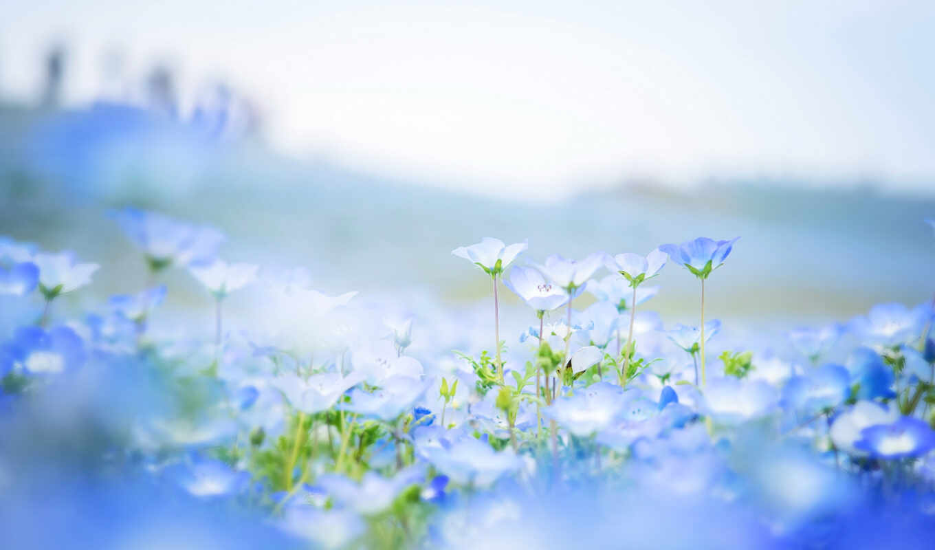 nature, field, blue, cvety, park, japanese, colors, petals, nemophila, blurring, the nemophiles
