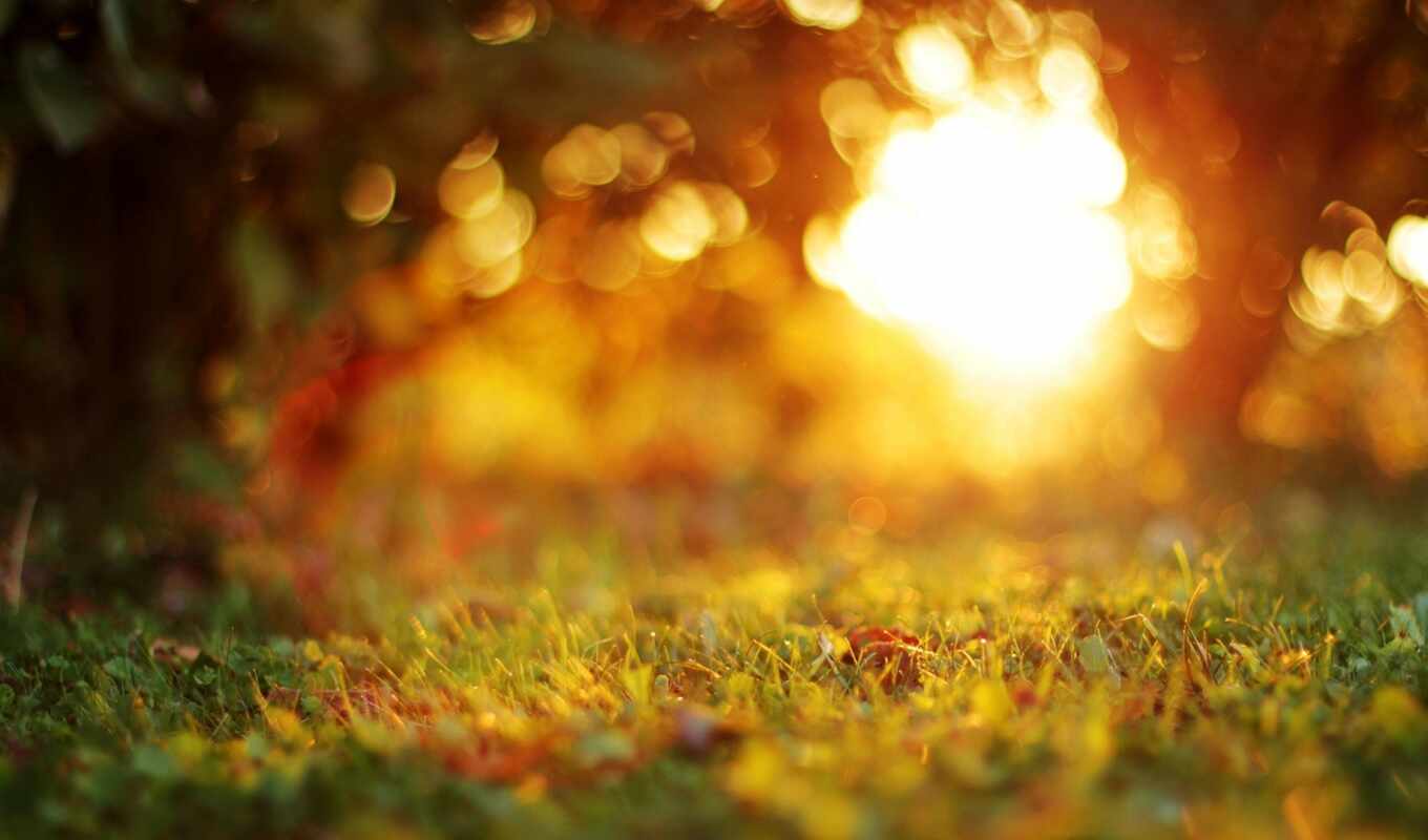 nature, sheet, sun, tree, grass, sunset, evening, autumn, side, blurring, makryi