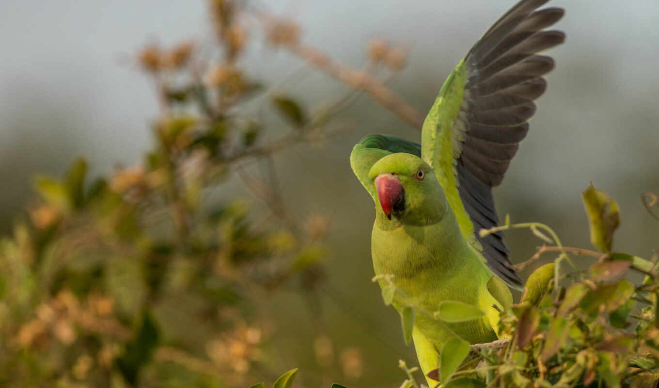 зелёный, ринг, птица, попугай, indian, крыло, взлёт, размытость, parakeet