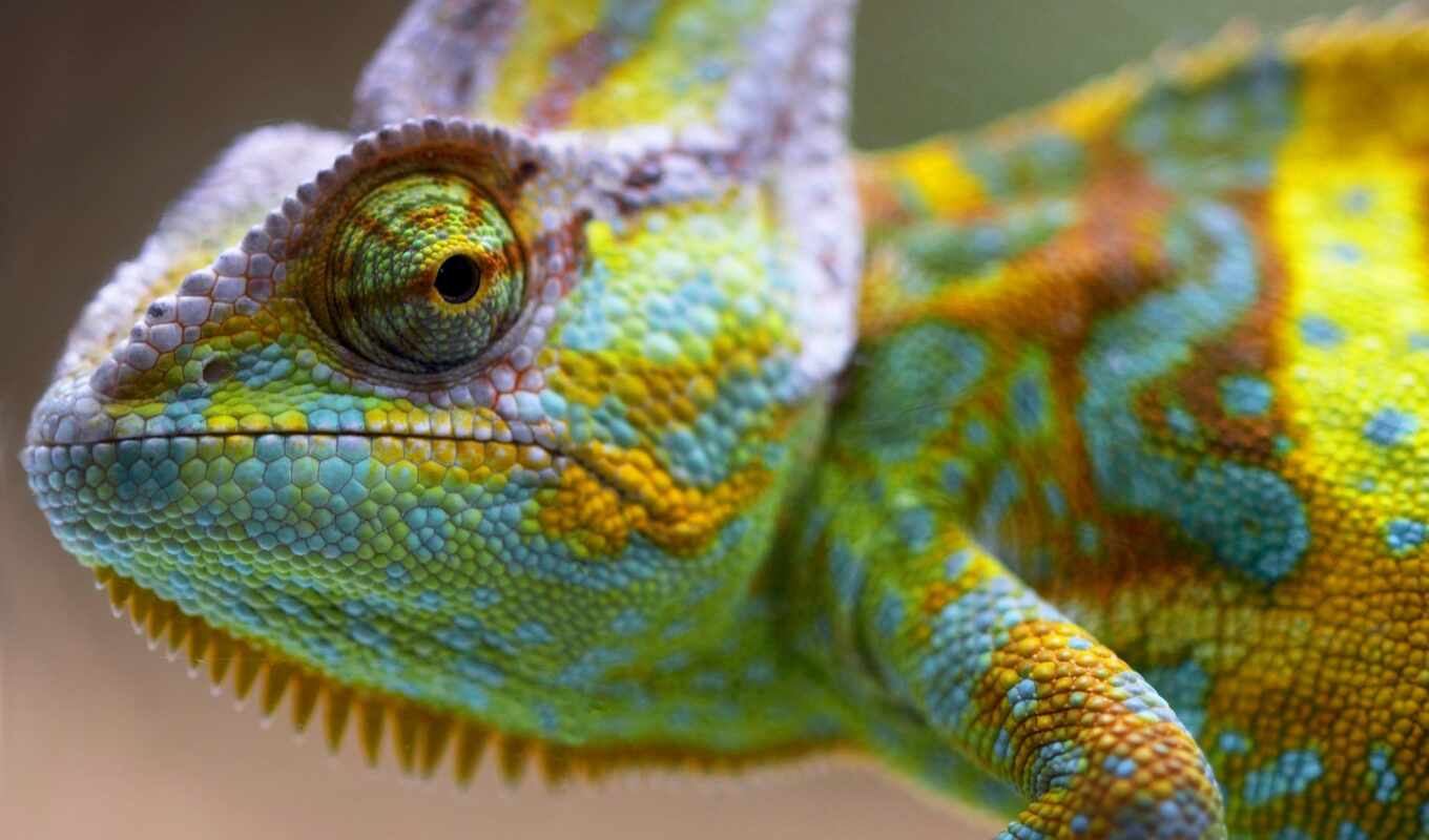 глаз, color, common, chameleon