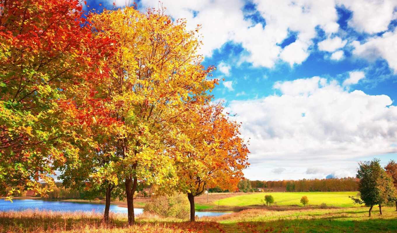 nature, sky, tree, landscape, autumn