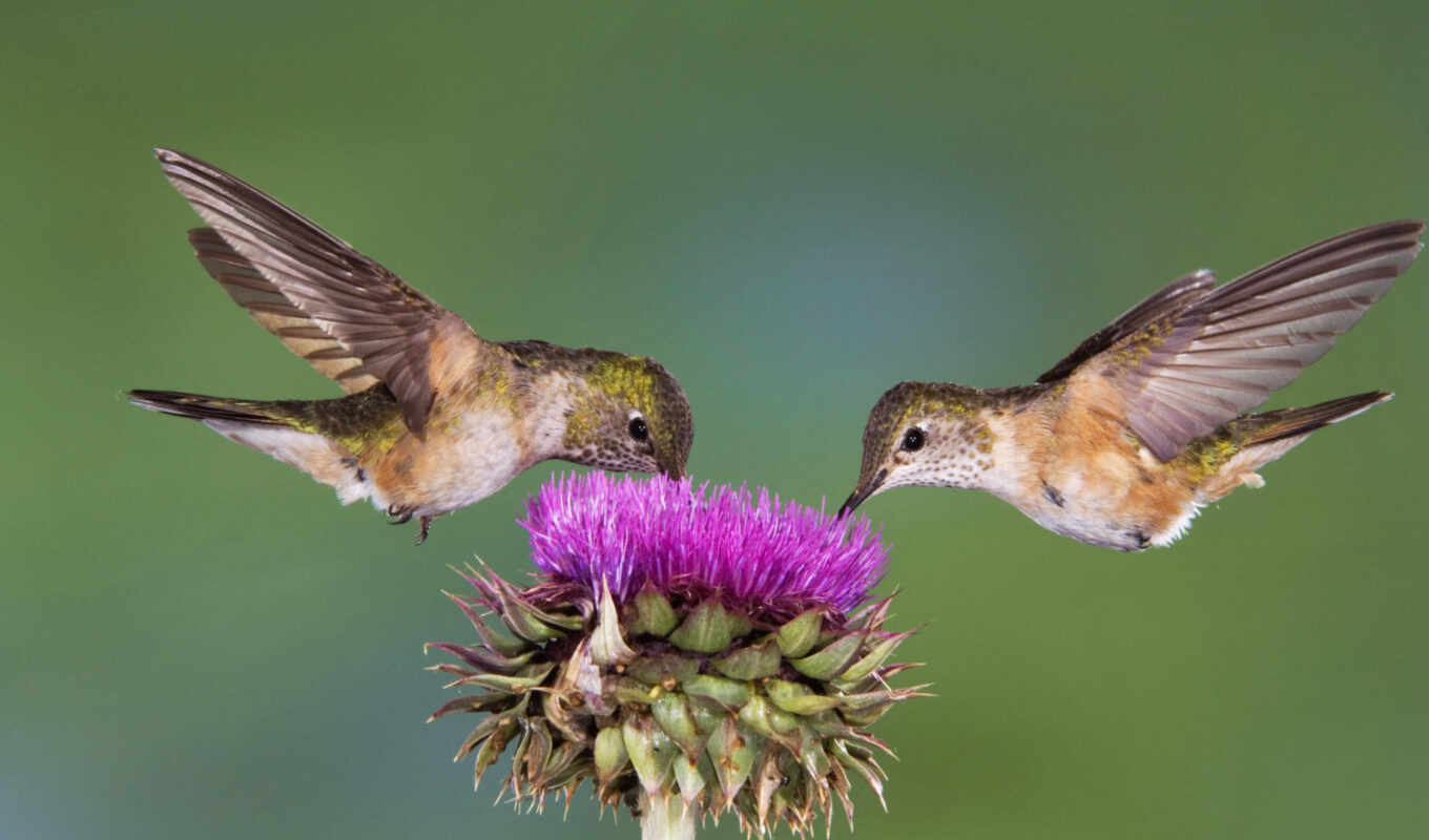 flowers, bird, hummingbirds