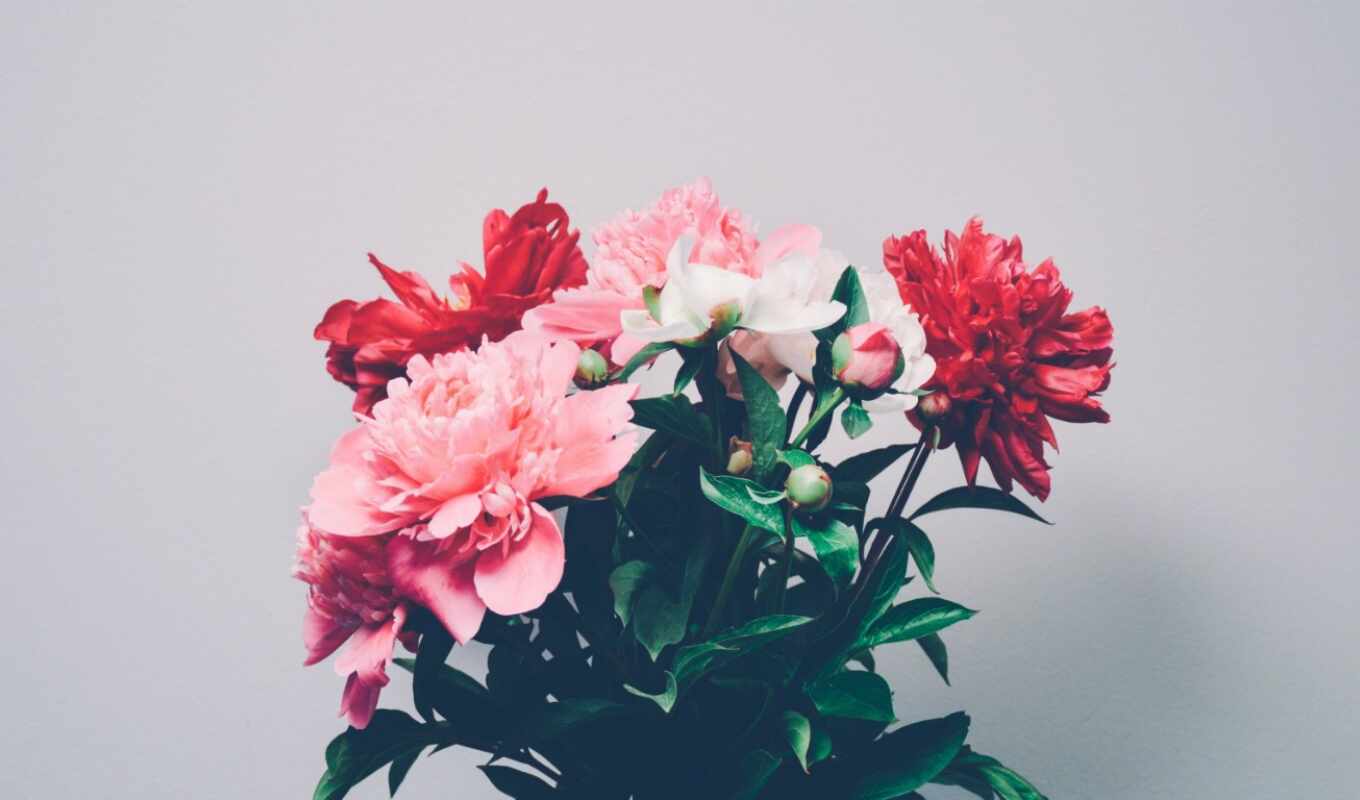 flowers, red, pink, plant, bouquet, pion