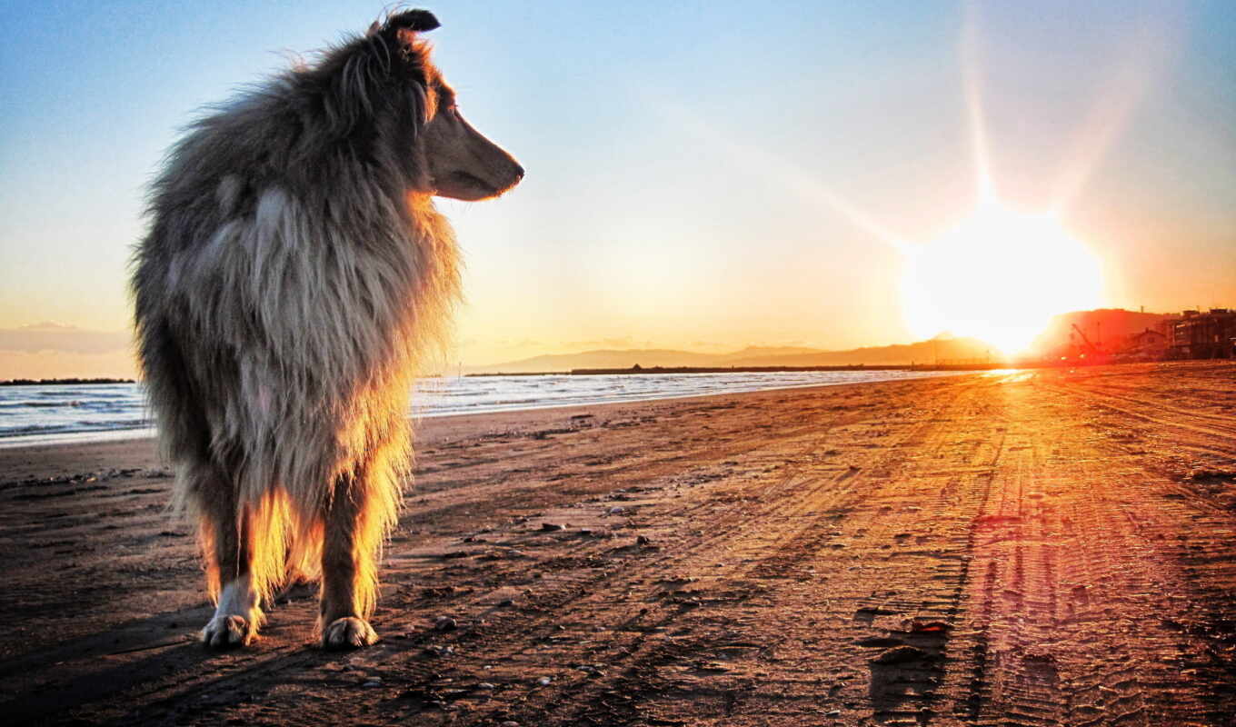 sun, sunset, coast, sand, dog, dogs, collie
