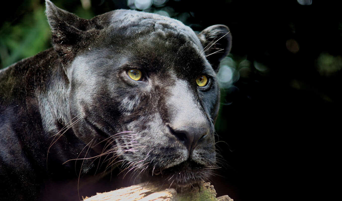 black, cat, muzzle, jaguar, wild, panther