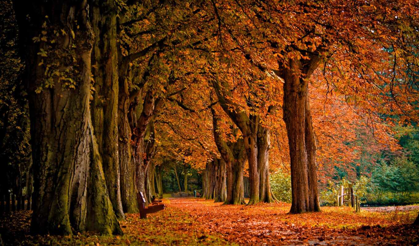 взгляд, осень, листва, park, trees