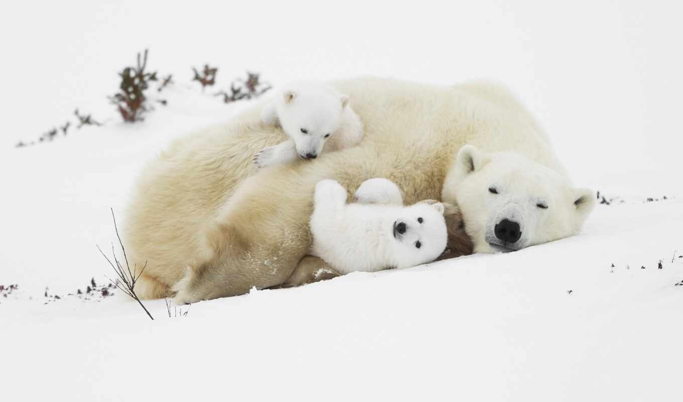 free, animals, медведь, спать, медведи, детеныши, polar
