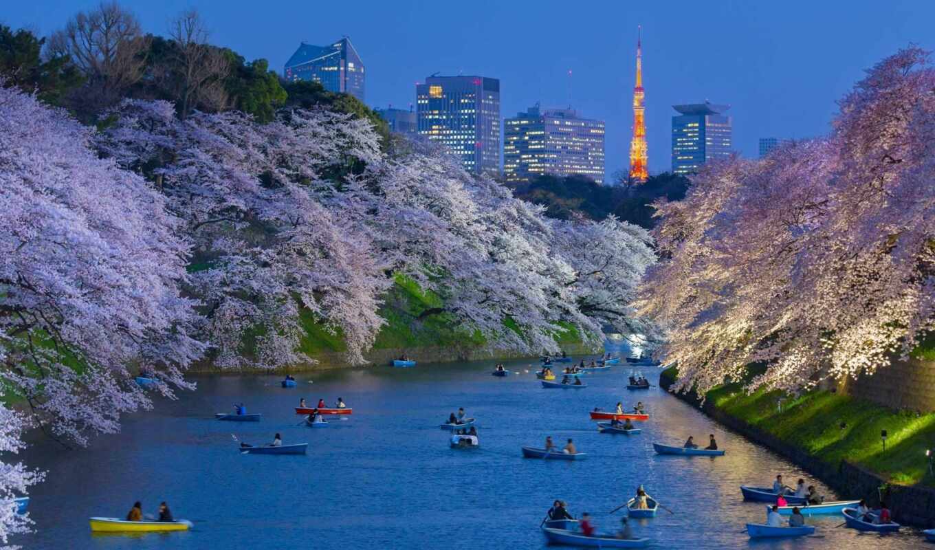 green, petals, cherry, way, tokyo, Japan, photo, Tokyo, moat, sakura, stokovyi