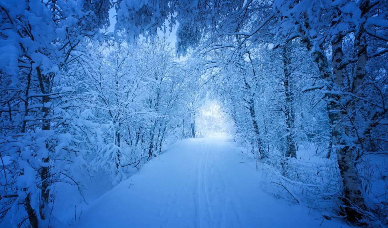 дерево, снег, winter, fond, дорогой, zima, hiver, śnieżone