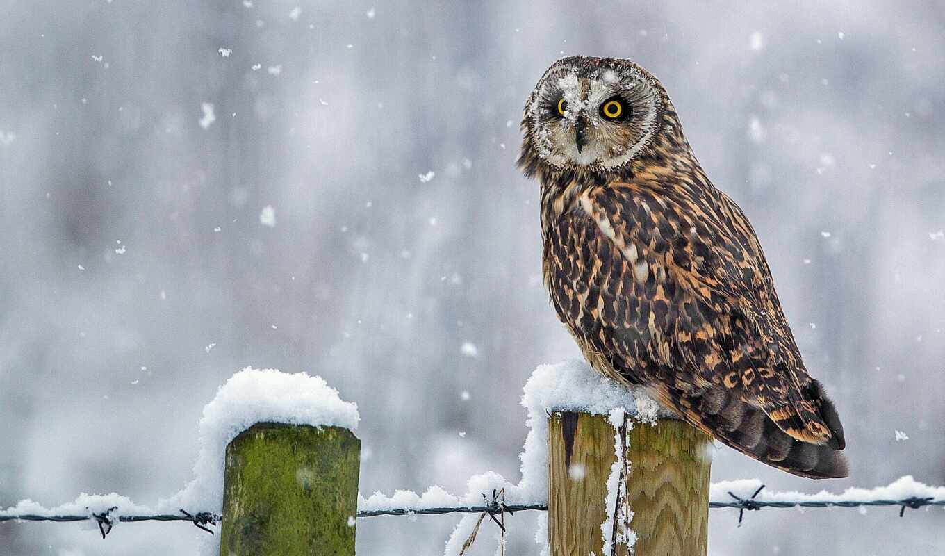 snow, winter, owl, bird