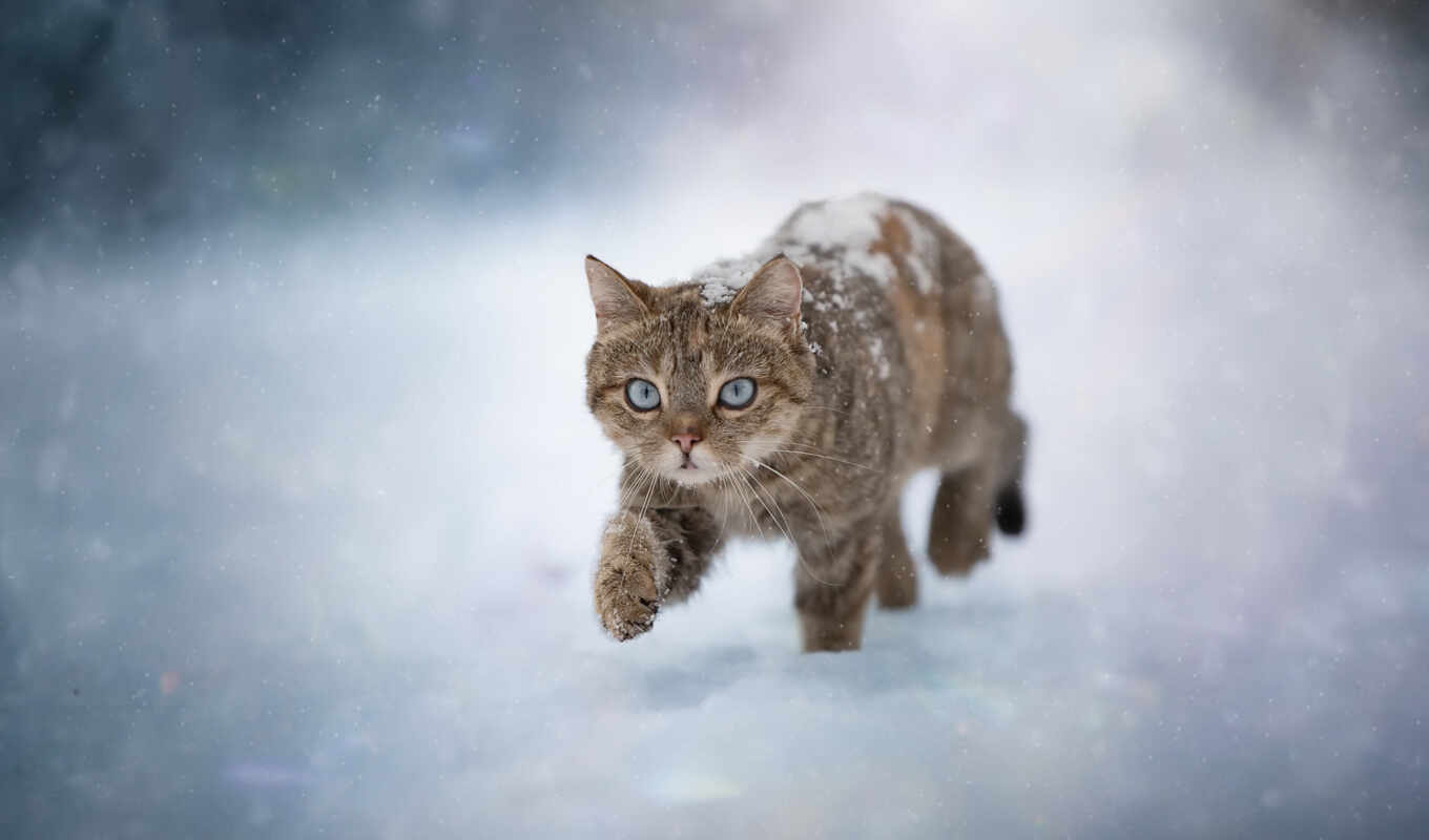 кар, снег, winter, кот, duvar