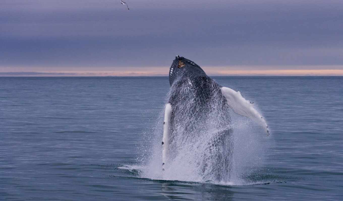 whale, ocean