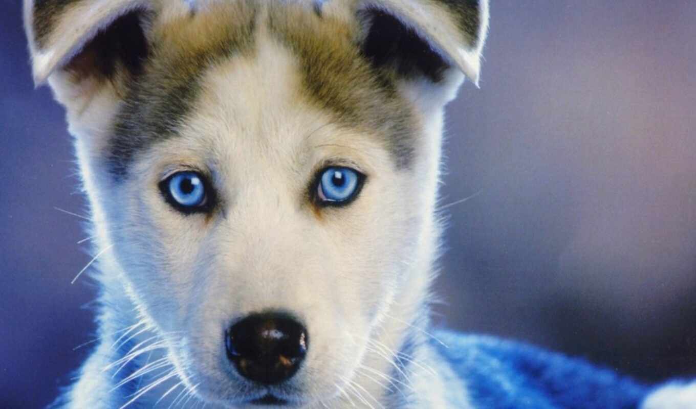 blue, eye, dog, they, puppy, husky, breed, siberian