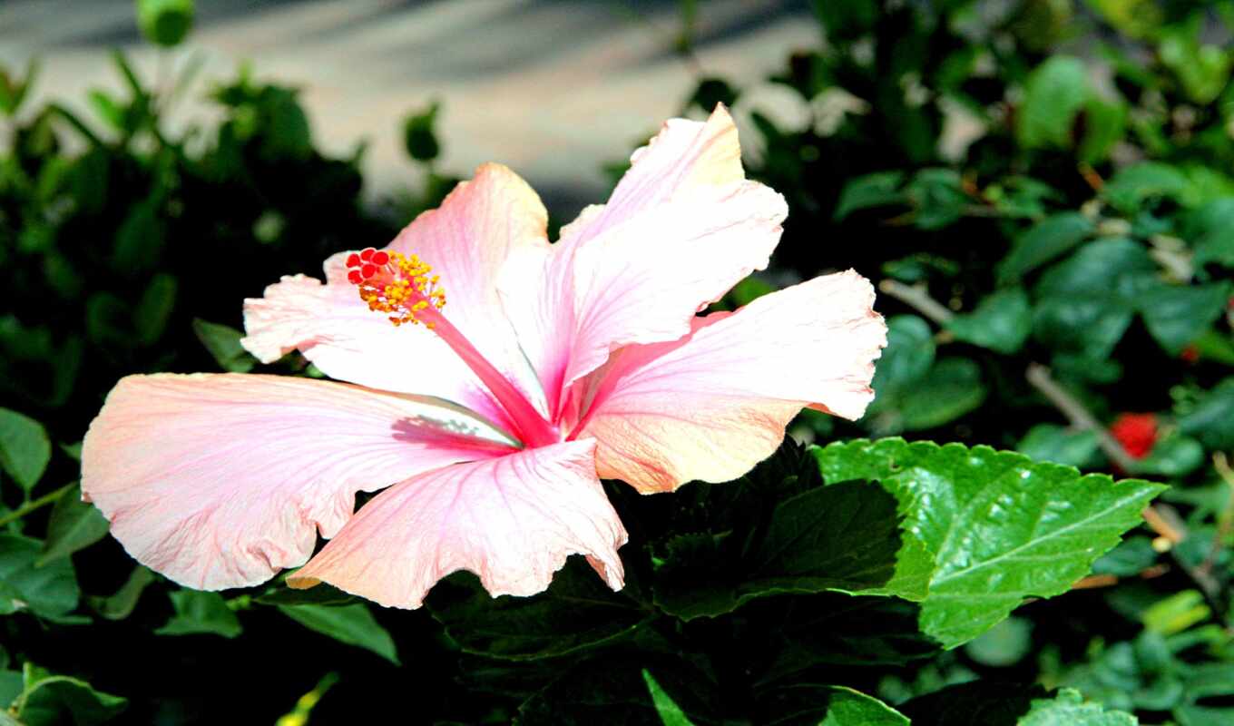 flowers, hibiscus