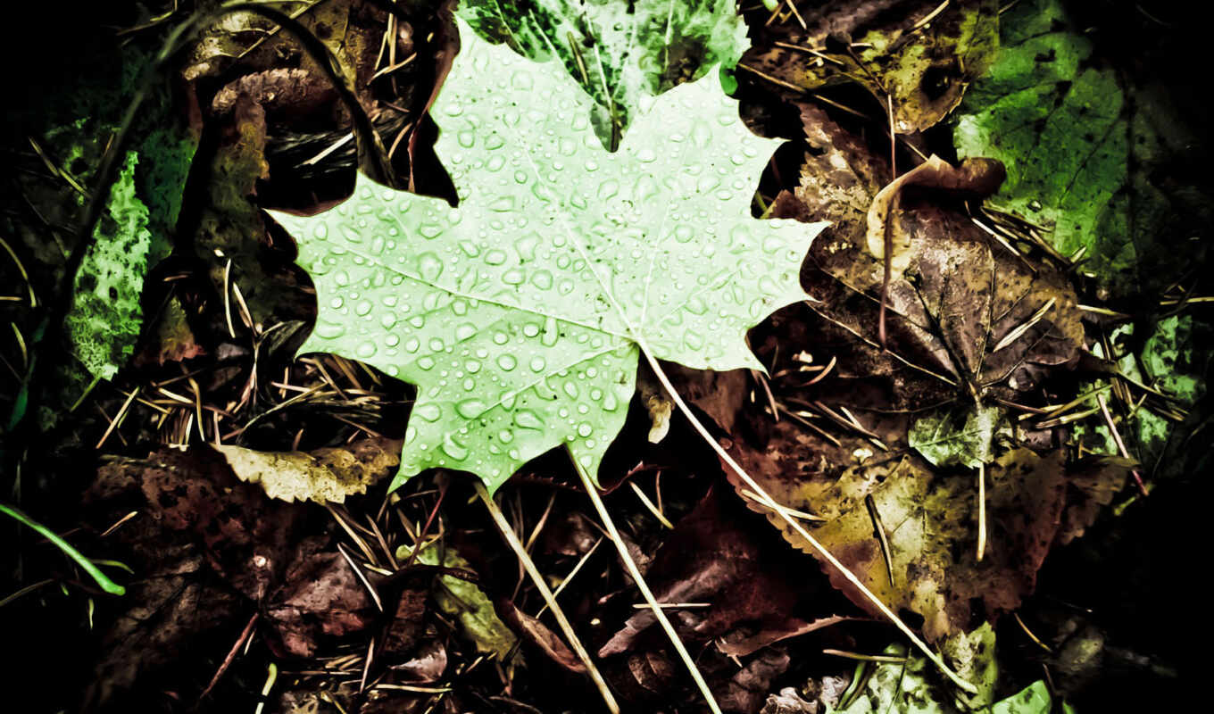 природа, лист, капли, макро, лес, осень, макросъемка, ionwall