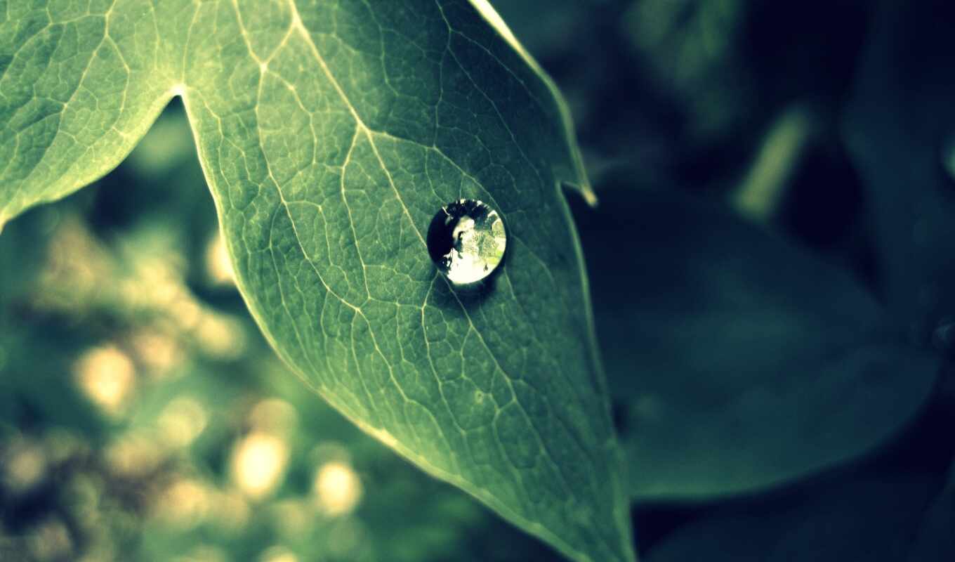 drop, лист, капли, макро, зелёный, роса, дождя