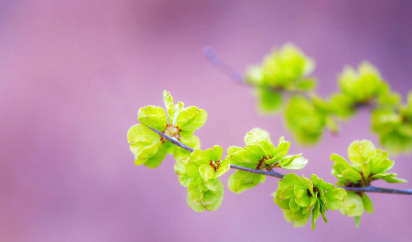 природа, хороший, цветы, лист, абстракция, весна, narrow, макросъемка, shirokoformatnyi