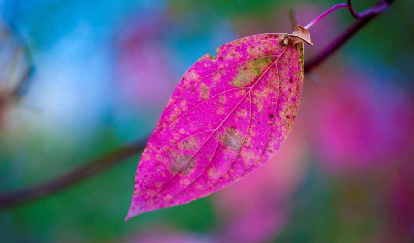 природа, лист, дерево, purple, осень, розовый, leaf, narrow, makryi