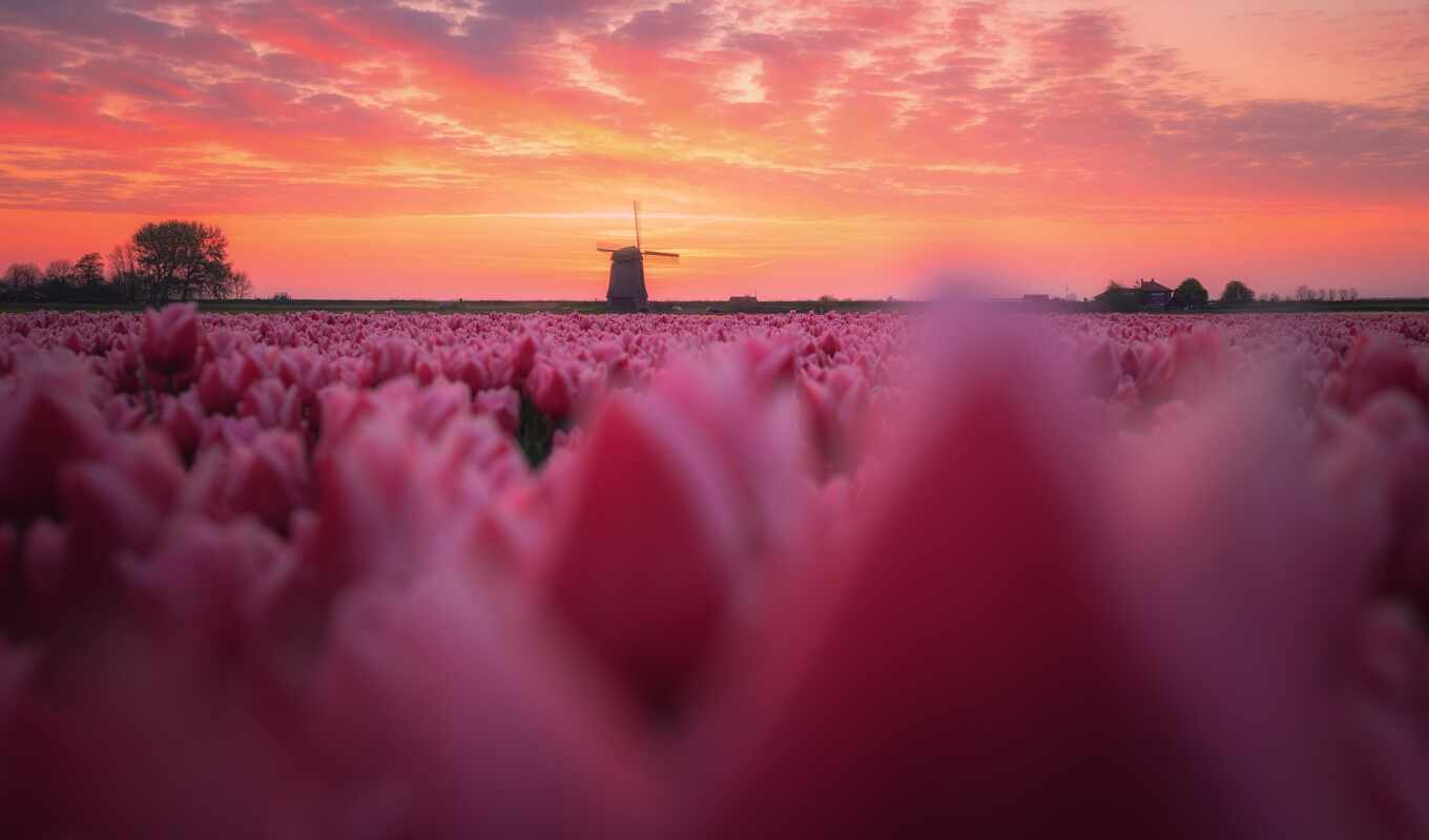 sky, flowers, sunrise, field, spring, morning, tulip, holland